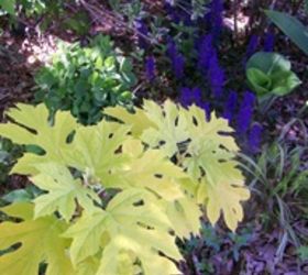 spring fever, flowers, gardening, hydrangea, outdoor living, Chartreuse oakleaf hydrangea Little Honey and ajuga in April