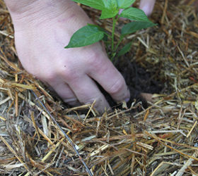 the straw bale pallet crate garden simple attractive and cheap, diy, flowers, gardening, how to, pallet, repurposing upcycling, urban living, Simply place your plant in the hole and cover with more soil