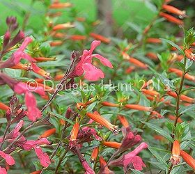 onward spring, gardening, Here Lipstick combines with Cuphea ignea another perpetual bloomer