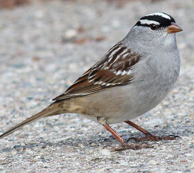 too many birds to count, pets animals, White Crowned Sparrow