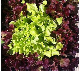 raised garden bed organic salad table 2012, container gardening, diy, flowers, gardening, raised garden beds, Update It worked