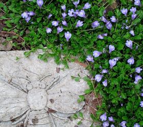 happy mother s day garden tour, gardening, Mazus groundcover and a bee stepping stone