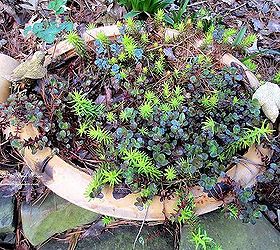 april blooms, flowers, gardening, succulents, Little succulent in a leaky birdbath