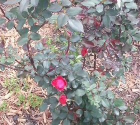 things are looking brighter, gardening, landscape