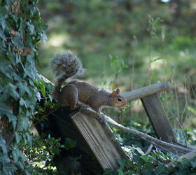 building our first sfg square foot garden, diy, flowers, gardening, how to, raised garden beds, woodworking projects