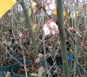 itching for spring plant id contest, gardening, 5