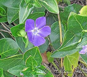 gardening at hibiscus house, flowers, gardening, hibiscus, hydrangea, Old faithful periwinkle