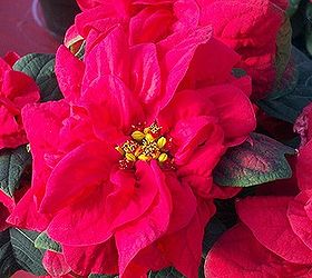 these are just four of the 600 poinsettias in a greenhouse at campbell road nursery, gardening