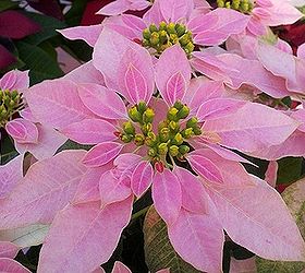 these are just four of the 600 poinsettias in a greenhouse at campbell road nursery, gardening