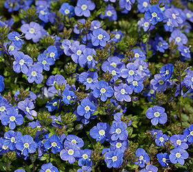 who wants to guess the name of this evergreen groundcover that is now in bloom i, flowers, gardening, A little closer look at the flowers