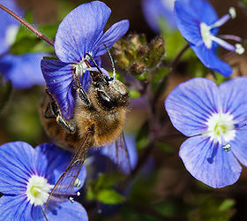 who wants to guess the name of this evergreen groundcover that is now in bloom i, flowers, gardening, I found a small bee collecting some pollen on the flowers