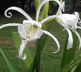 Peruvian Daffodils Blooming Hometalk