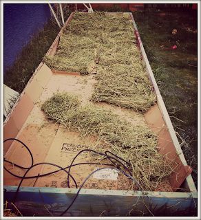 Introduction To Lasagna Gardening | Hometalk