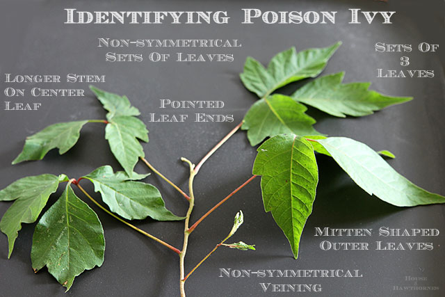 What To Do If Dog Eats Posion What To Do If Dog Eats Posion