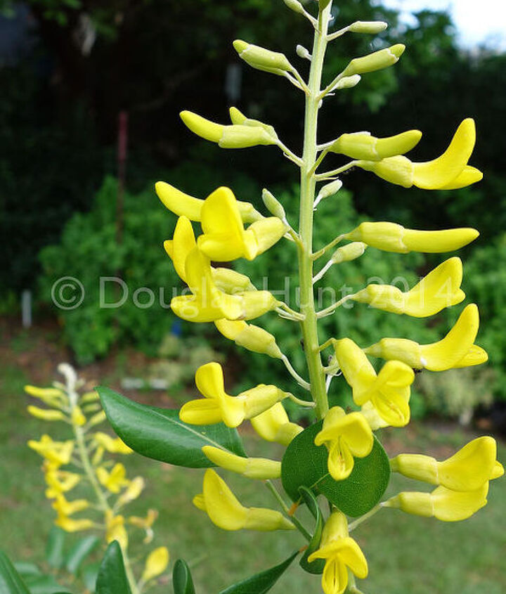 Summer Blooms Florida Style Hometalk Summer Blooms Florida Style Flowers Gardening