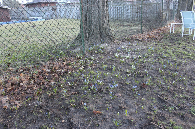 gardening backyard before after, gardening