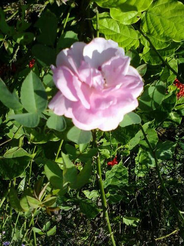 I Have Seven To Eight Rose Plants But They Dont Flower Properly They Hardly Bring Out Three To Four Flowers How To Improve The Quality Of Plants So They I Have Seven To Eight Rose Plants But They Dont Flower Properly They Hardly Bring Out Three To Four Flowers How To Improve The Quality Of Plants So They