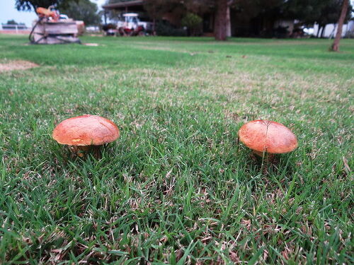 How do I get rid of toadstools from my lawn?