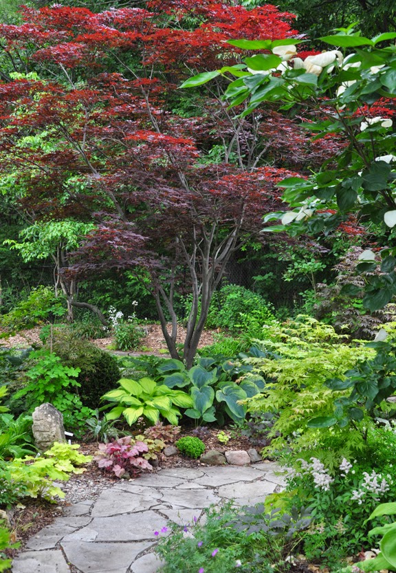 growing and care for japanese maples hometalk growing and care for japanese maples hometalk