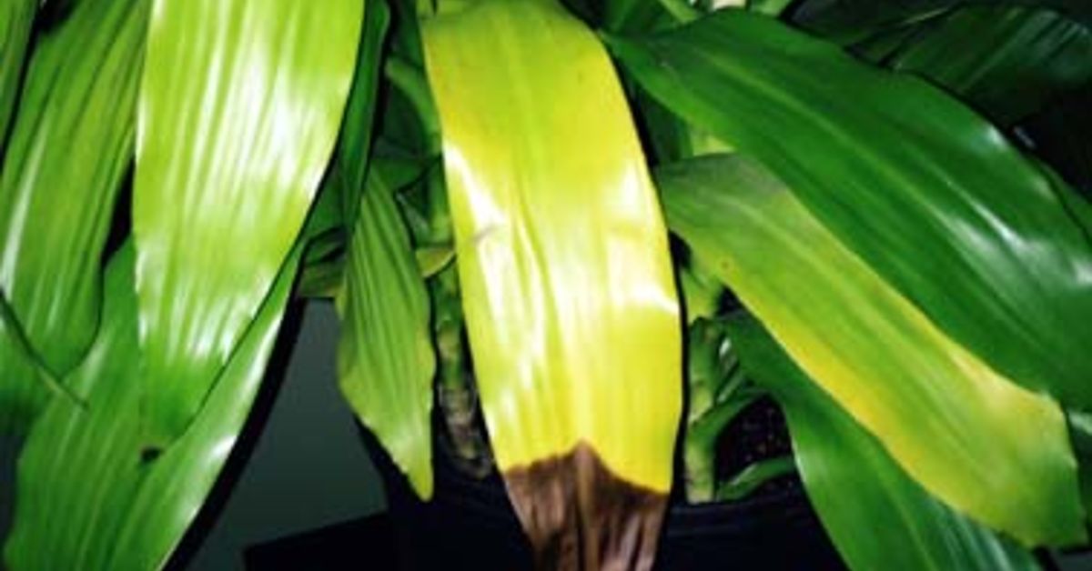 Brown tips Hometalk Brown tips Hometalk