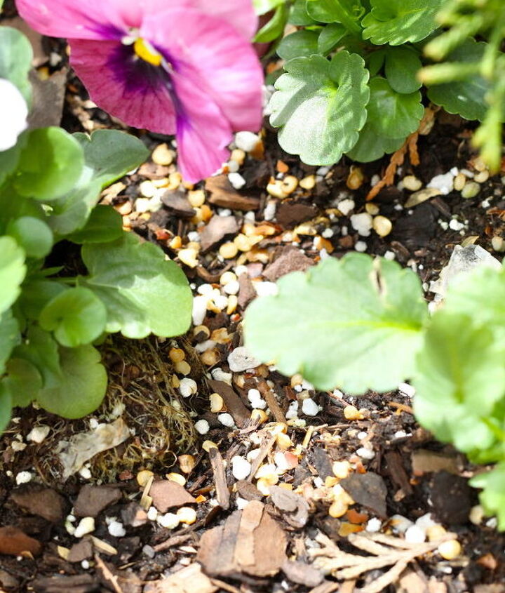 how to keep squirrels out of planters, flowers, gardening, go green, pest control, pets animals