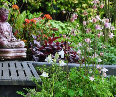 jacquie s amazing spring garden, flowers, gardening, perennial