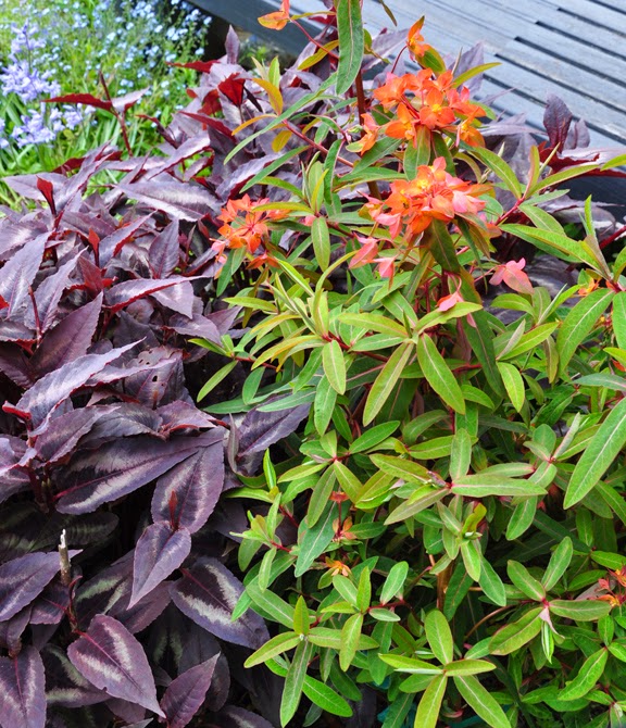 jacquie s amazing spring garden, flowers, gardening, perennial