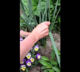 daffs, gardening