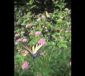 watch this video of butterflies in the garden you can enjoy this in your yard this, gardening, outdoor living, pets animals, raised garden beds, Butterflies on Lantana Mozelle