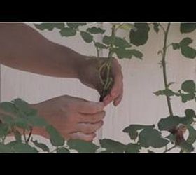 trying to graft my rose bush, gardening