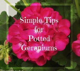 4 Easy Tips for Potted Geraniums Hometalk