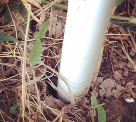 build a garden trellis for under 10, diy, gardening, how to, Rebar in PVC pipe on