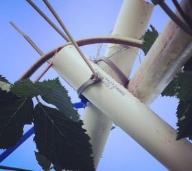 build a garden trellis for under 10, diy, gardening, how to, Zip ties at the top help keep it together
