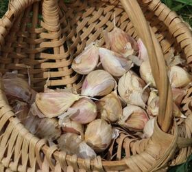 planting garlic in the fall, gardening