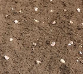 planting garlic in the fall, gardening