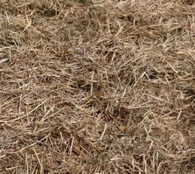 planting garlic in the fall, gardening