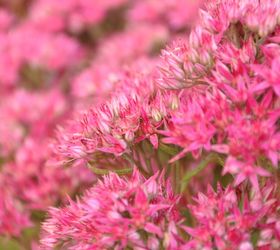 favourite autumn sedums, gardening