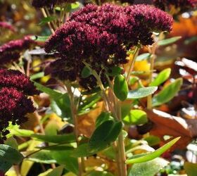 favourite autumn sedums, gardening