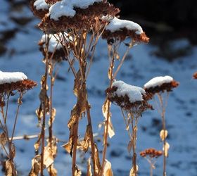 favourite autumn sedums, gardening