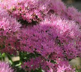 favourite autumn sedums, gardening