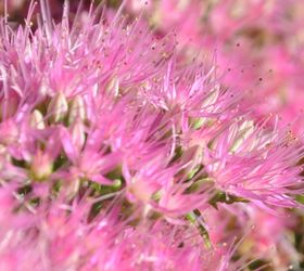 favourite autumn sedums, gardening