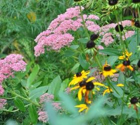 favourite autumn sedums, gardening