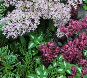 favourite autumn sedums, gardening