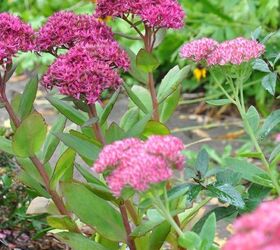 favourite autumn sedums, gardening