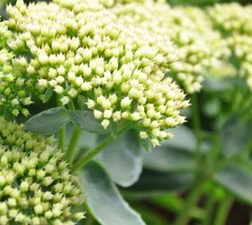 favourite autumn sedums, gardening