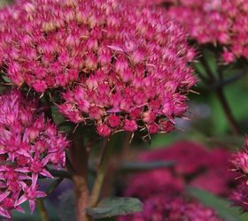 favourite autumn sedums, gardening