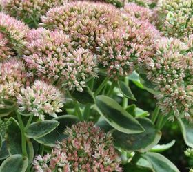 favourite autumn sedums, gardening