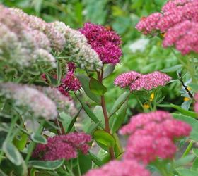 favourite autumn sedums, gardening, A beautiful mix of sedum plants