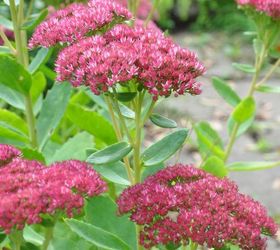 favourite autumn sedums, gardening