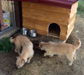 we madet a pallet puppy palace, diy, pallet, pets animals, repurposing upcycling, woodworking projects